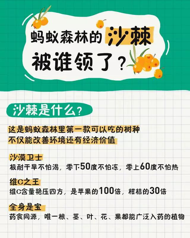 螞蟻森林新樹種沙棘兩天領(lǐng)光！沙棘的功能已經(jīng)被大眾所接受！