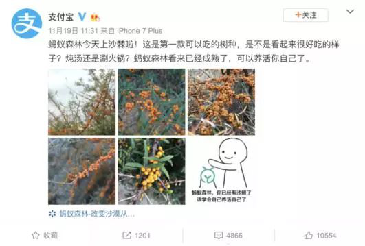 螞蟻森林新樹種沙棘兩天領(lǐng)光！沙棘的功能已經(jīng)被大眾所接受！